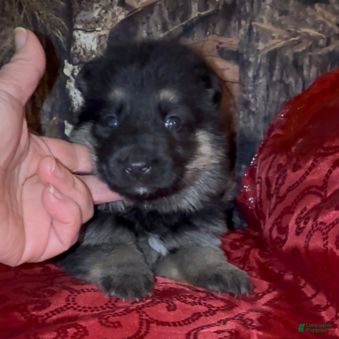 German Shepherd dogs for sale: SWAYZE - Ad 2