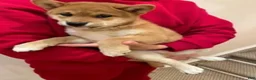 Shiba Inu dogs for sale: Sophie  - Ad 2