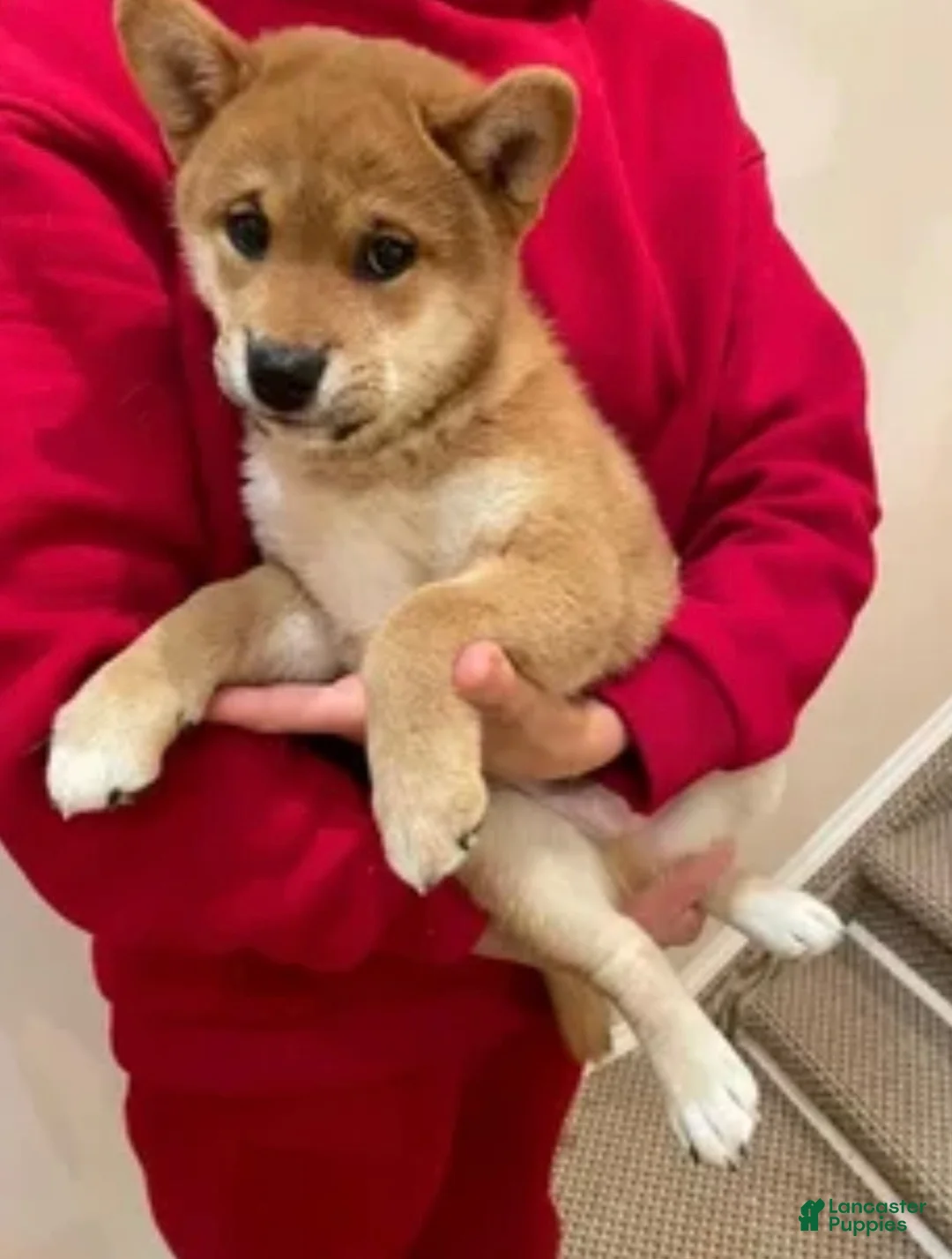 Shiba Inu dogs for sale: Sophie  - Ad 2