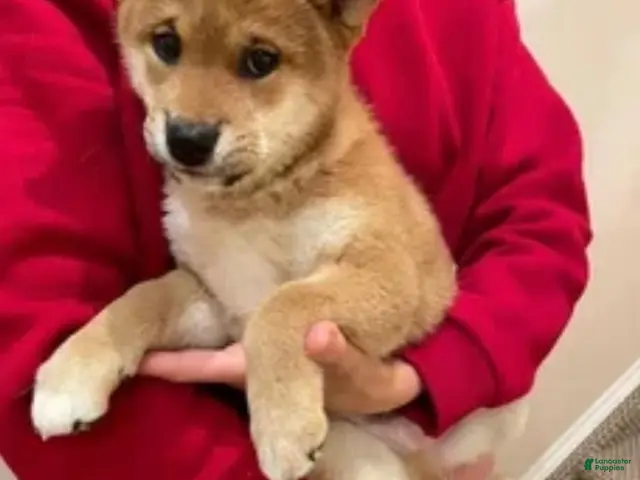 Shiba Inu dogs Sophie - Ad 2