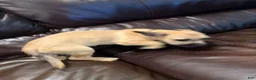 Mixed Breed dogs for sale: Mixed Breed 1 - Ad 5