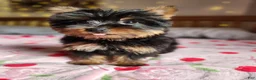 Yorkshire Terrier dogs for sale: Yorkshire Terrier Puppy 2 - Ad 42