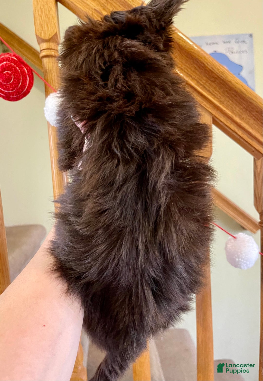 Yorkshire Terrier dogs for sale: KB Chocolate Yorkie - Ad 6