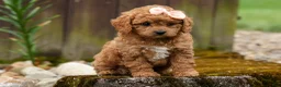 Cavapoo dogs for sale: Veronica💖 - Ad 14