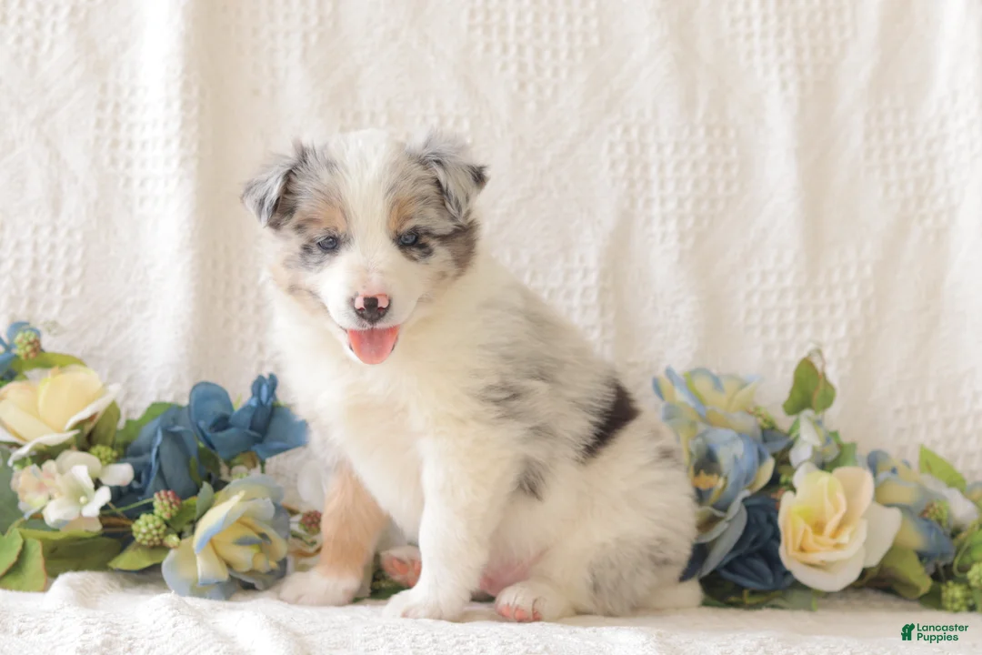 Border Collie dogs for sale: Cleo - Ad 2