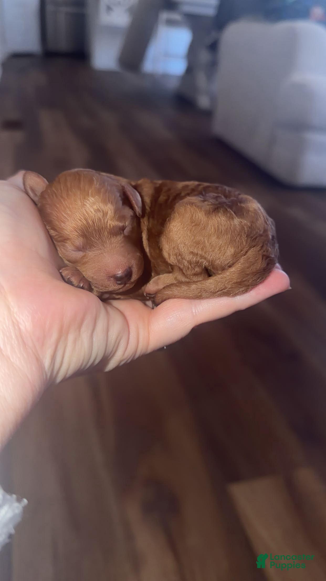 Mini Goldendoodle dogs Mini Goldendoodle Puppy 3 - Ad 12