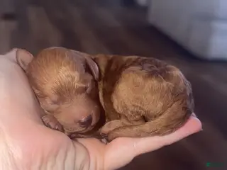 Mini Goldendoodle dogs Mini Goldendoodle Puppy 3 - Ad 12