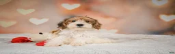 Yorkiepoo dogs for sale: Bella - Ad 6