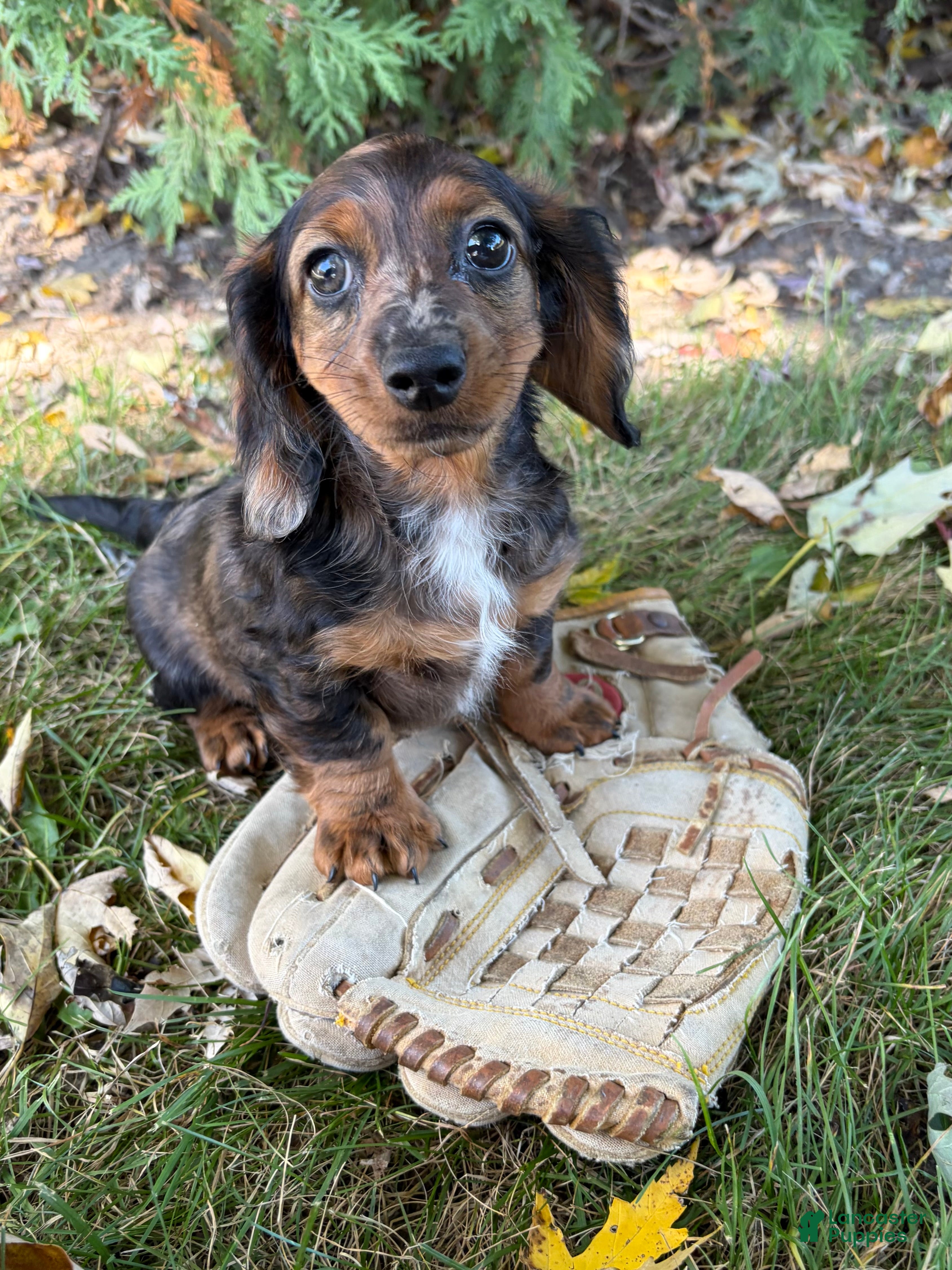 Miniature Dachshund dogs Dixie - Ad 2