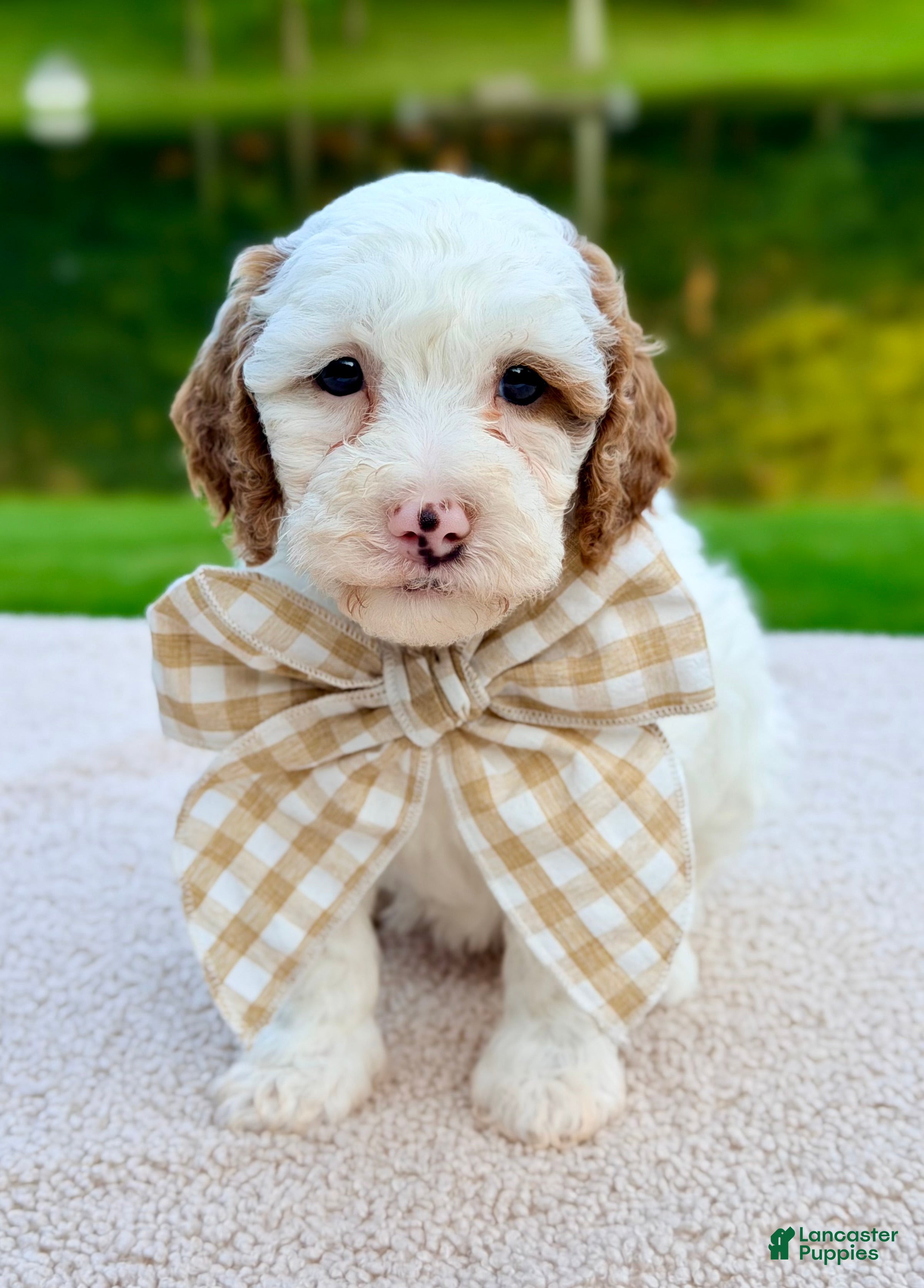 Mini Goldendoodle dogs Marshmallow-petite  - Ad 1