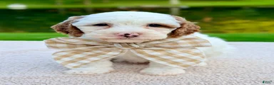 Marshmallow-petite 
