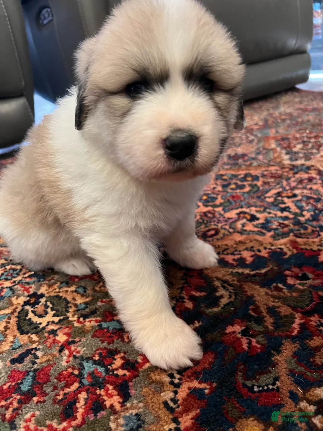 Great Pyrenees dogs for sale: Great Pyrenees Puppy 1 - Ad 2
