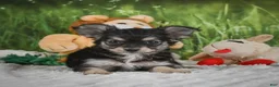 Chihuahua dogs for sale: Prince - Ad 2