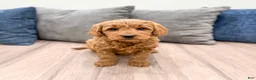 Mini Goldendoodle dogs for sale: Remi - Ad 2