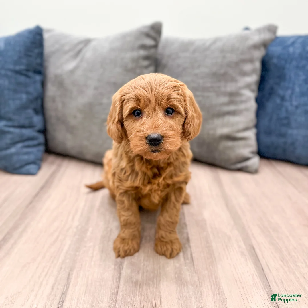 Mini Goldendoodle dogs for sale: Remi - Ad 2