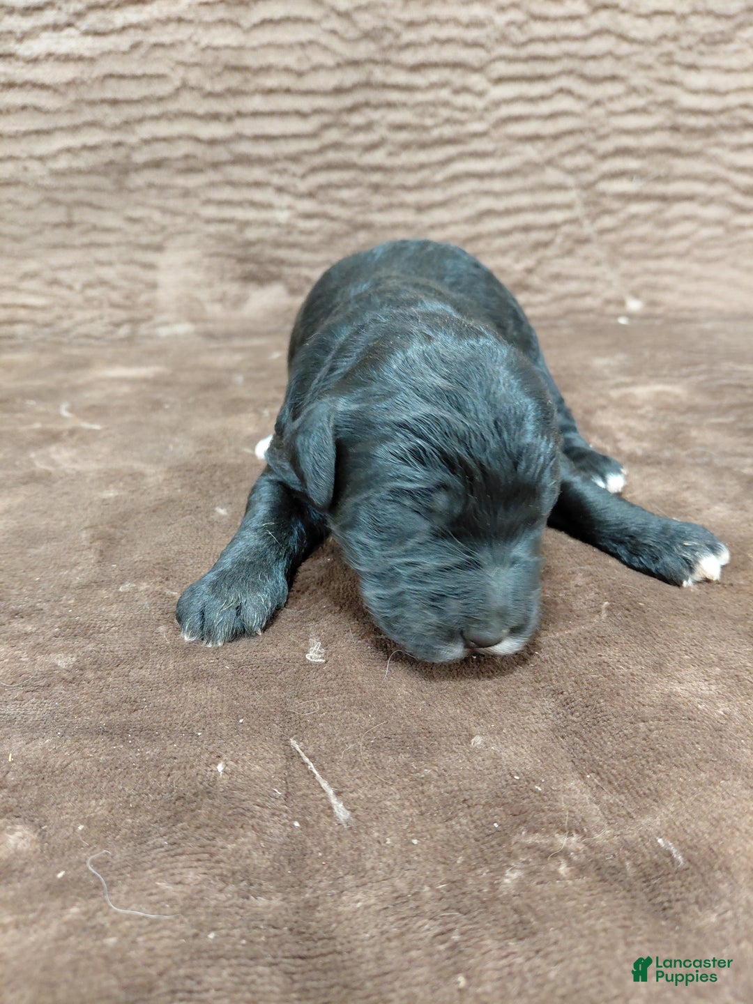 Bernedoodle dogs for sale: Baron - Ad 7