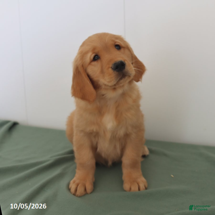 Golden Retriever dogs Darcie - Ad 2