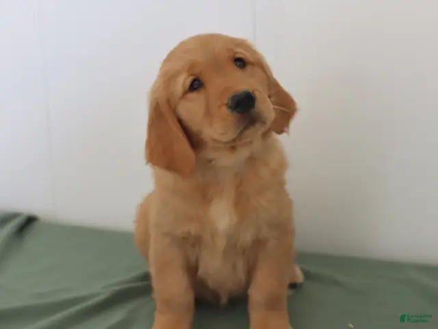 Golden Retriever dogs for sale: Darcie - Ad 2