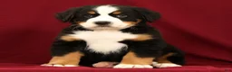 Bernese Mountain Dog dogs for sale: Jemma - Ad 5