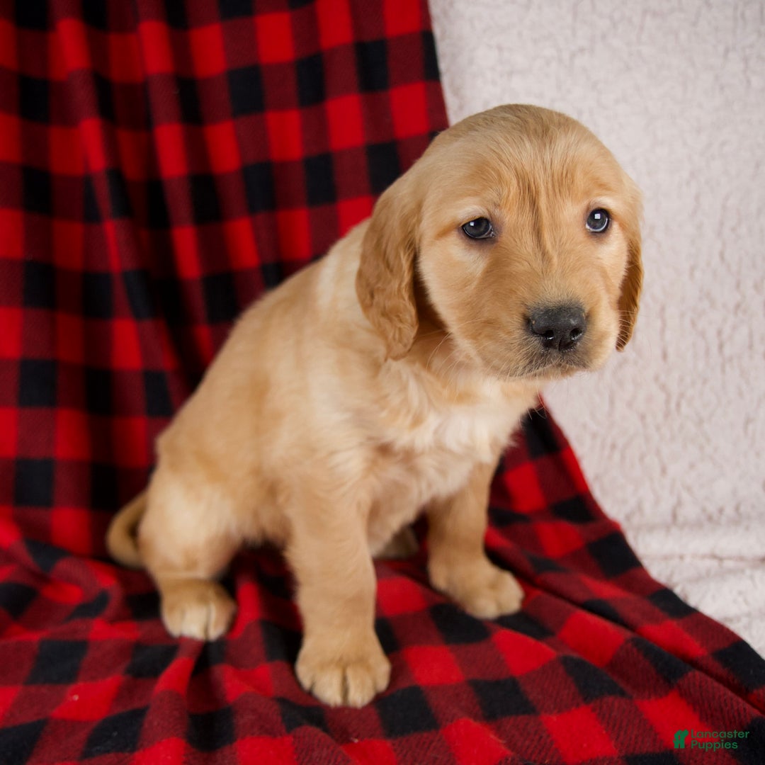 Golden Retriever dogs for sale: Trixie - Ad 4