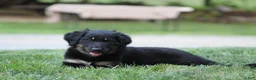 English Shepherd dogs for sale: Shadow - Ad 4