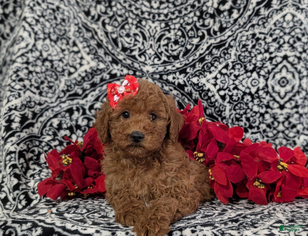 Miniature Poodle dogs for sale: Cherokee - Ad 5