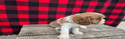 Cavalier King Charles Spaniel dogs for sale: Dexter - Ad 3