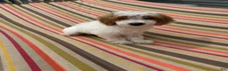 Mini Goldendoodle dogs for sale: Archie - Ad 4