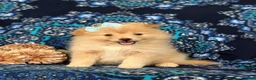 Pomeranian dogs for sale: Monette - Ad 10