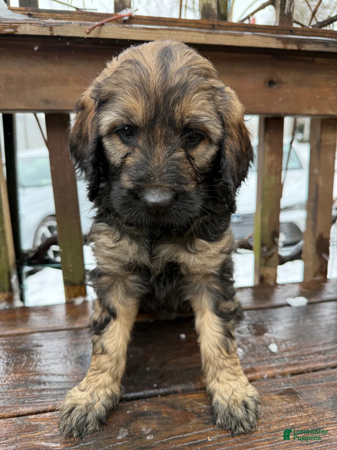 Goldendoodle dogs for sale: Zara - Ad 2