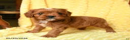 Cavapoo dogs for sale: Mickey - Ad 4
