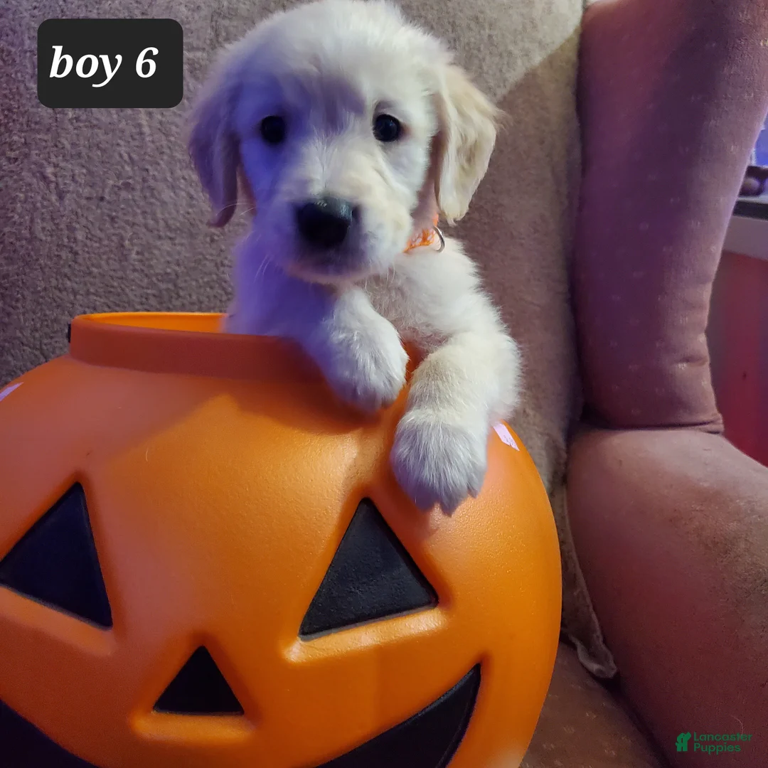 Golden Retriever dogs for sale: Golden Retriever 6 - Ad 1