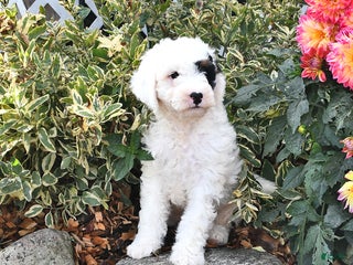 Mini Bernedoodle dogs - Ad 39