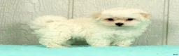 Maltese dogs for sale: Leo - Ad 6