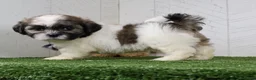 Shih Tzu dogs for sale: Josh - Ad 3