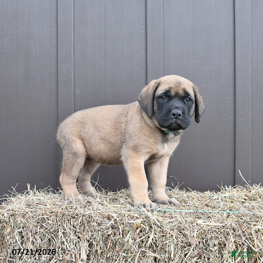 English Mastiff dogs Mocha - Ad 2