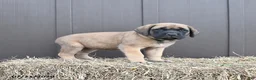 English Mastiff dogs for sale: Mocha - Ad 2