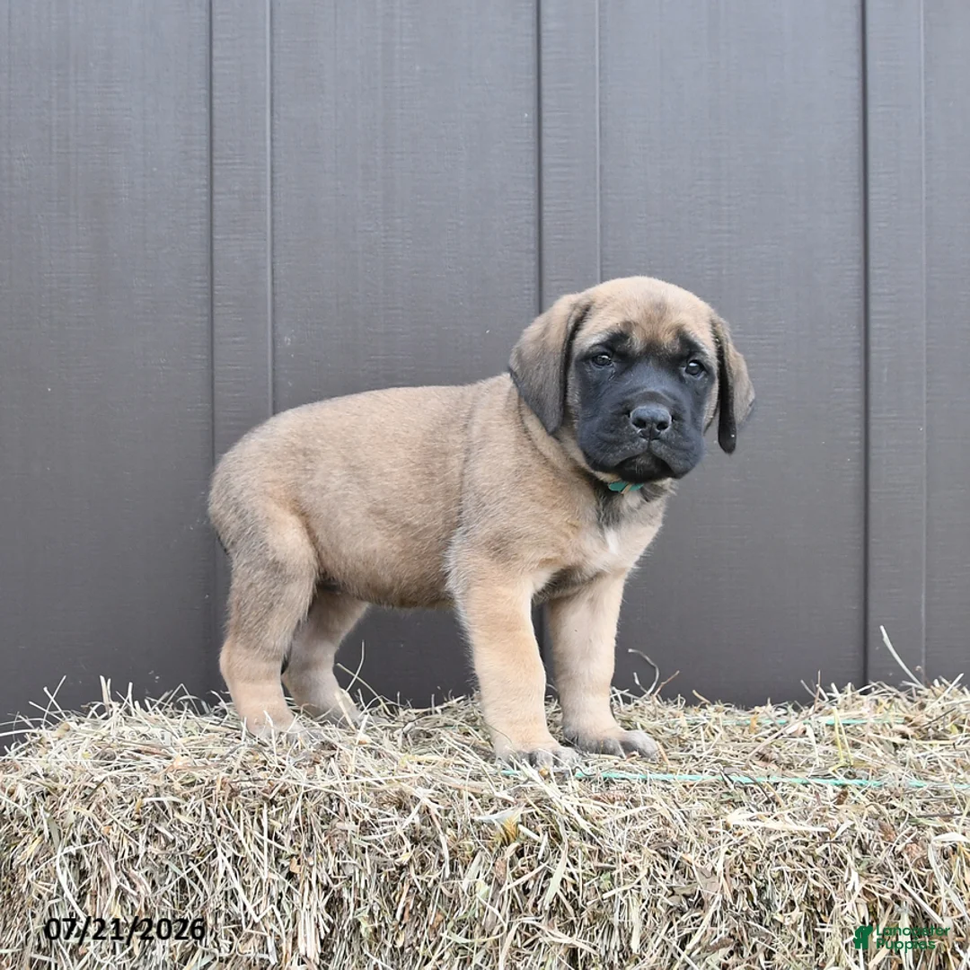 English Mastiff dogs for sale: Mocha - Ad 2