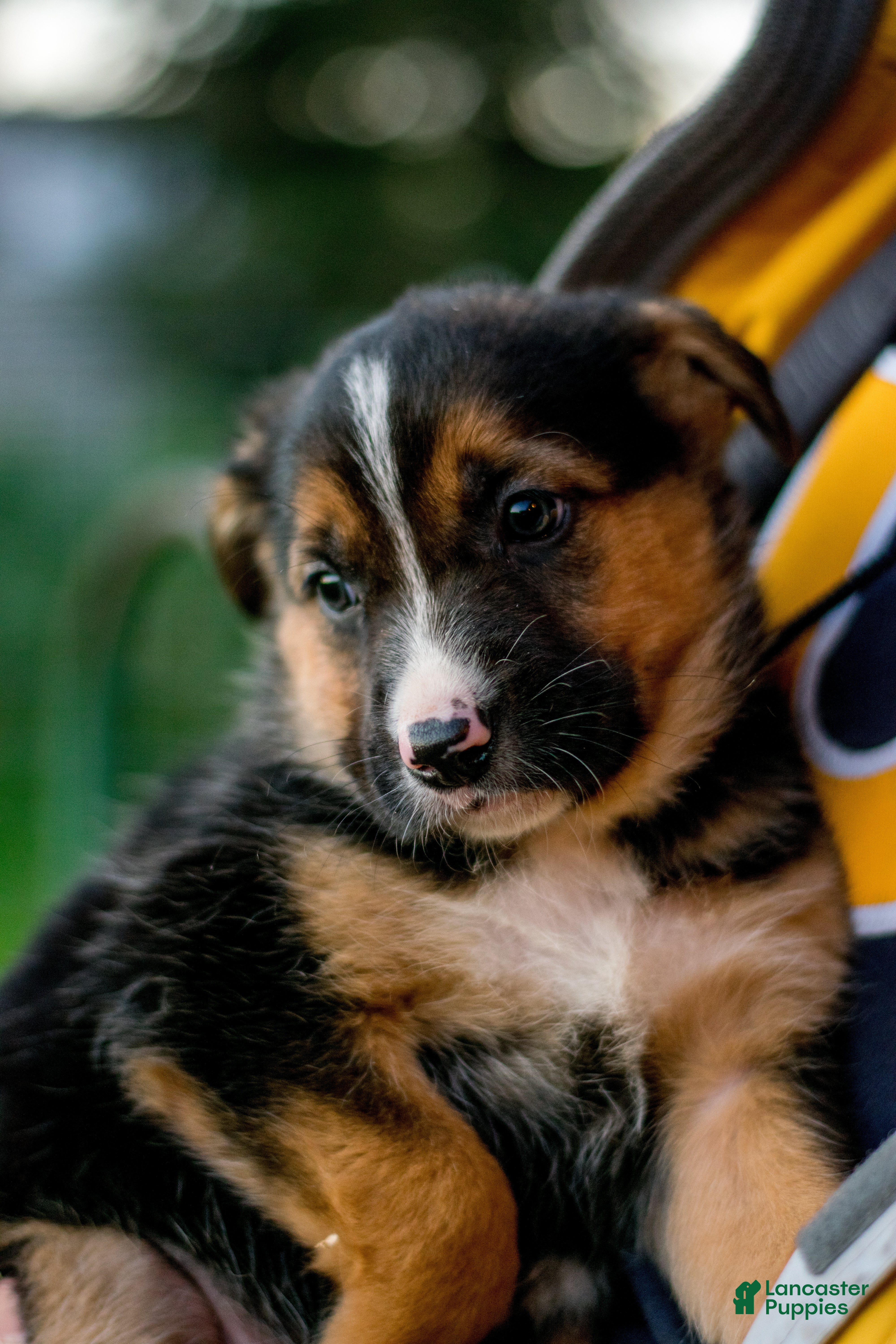 Mixed Breed dogs Mixed Breed Puppy 5 - Ad 29