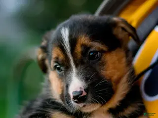 Mixed Breed dogs Mixed Breed Puppy 5 - Ad 26