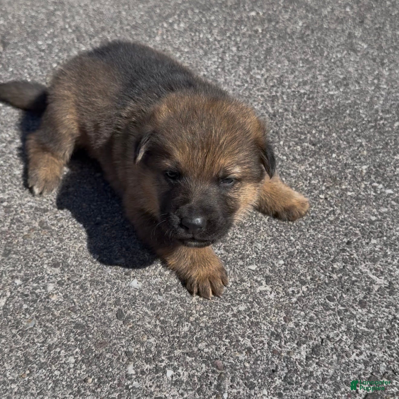 German Shepherd dogs TRUCUTU  - Ad 1