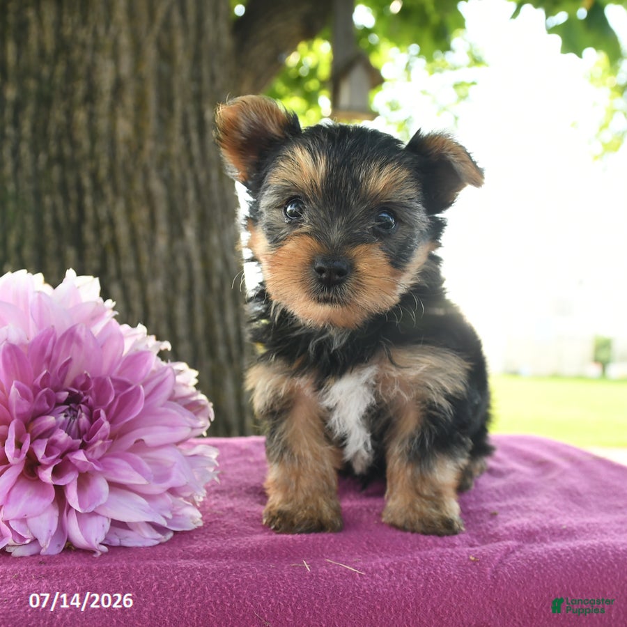 Yorkshire Terrier dogs Terry - Ad 1