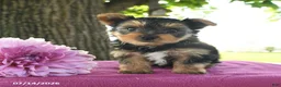 Yorkshire Terrier dogs for sale: Terry - Ad 1