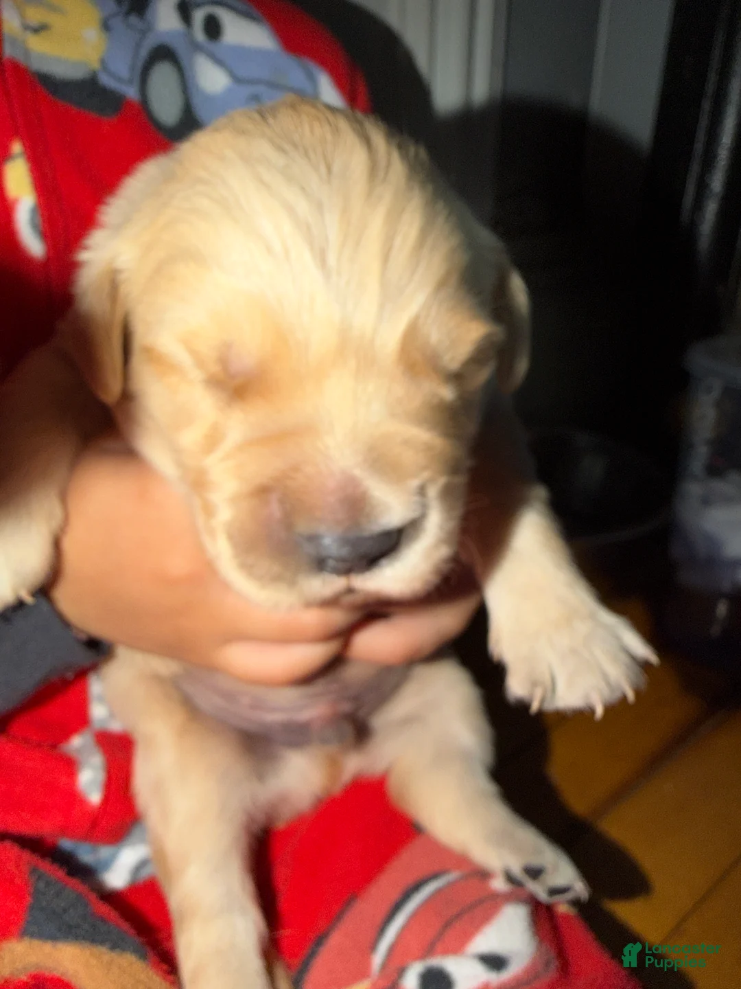 Golden Retriever dogs for sale: Golden Retriever Puppy 2 Pink - Ad 11