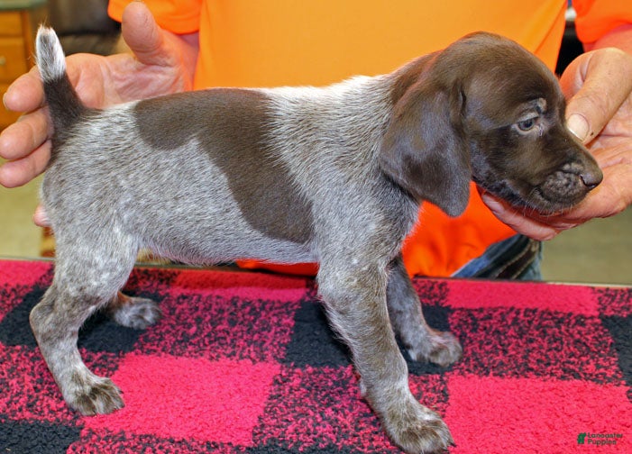 German Shorthaired Pointer dogs German Shorthaired Pointer Puppy 8 - Ad 2