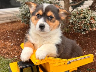 Welsh Corgi Pembroke dogs Cleo - Ad 34