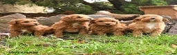 Cavapoo dogs for sale: Tyler - Ad 5