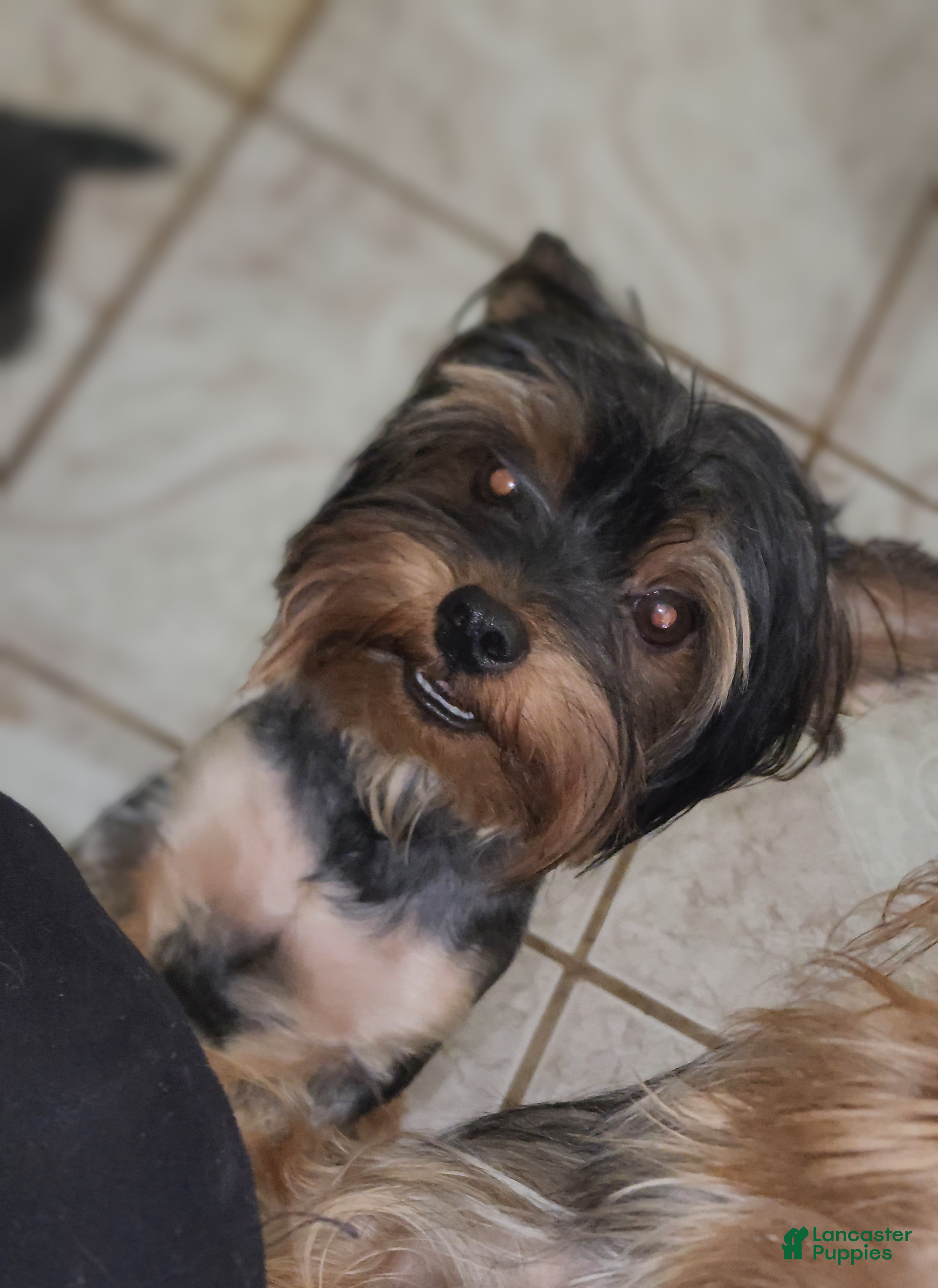 Furbaby Jack