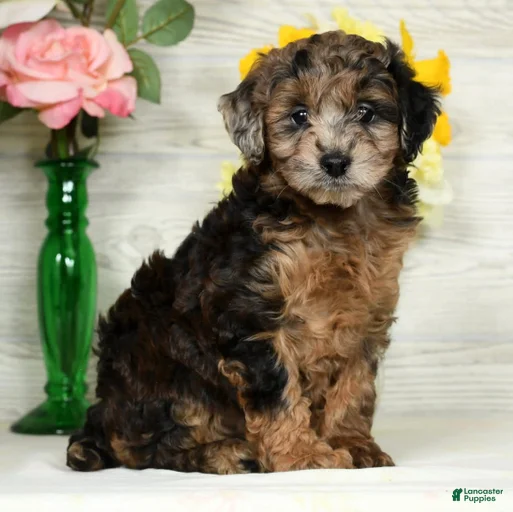 Gallery Image {{count}}