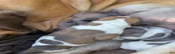 Mixed Breed dogs for sale: Mixed Breed 1 - Ad 6